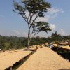 african drying beds for coffee